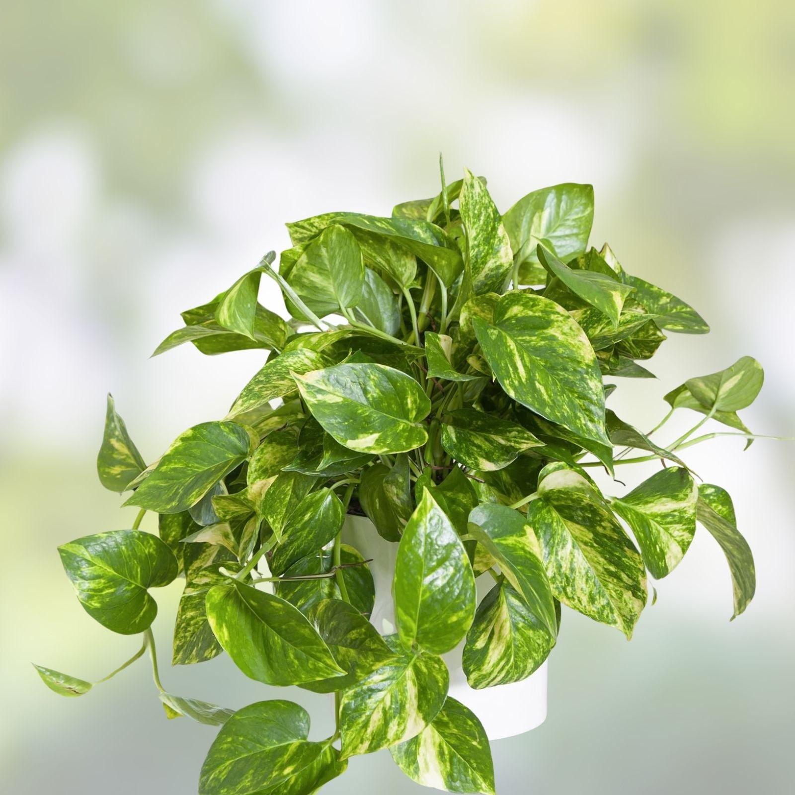 Giant Variegated Golden Pothos Cuttings 3 Nodes Epipremnum aureum Indoor Trailing Houseplant