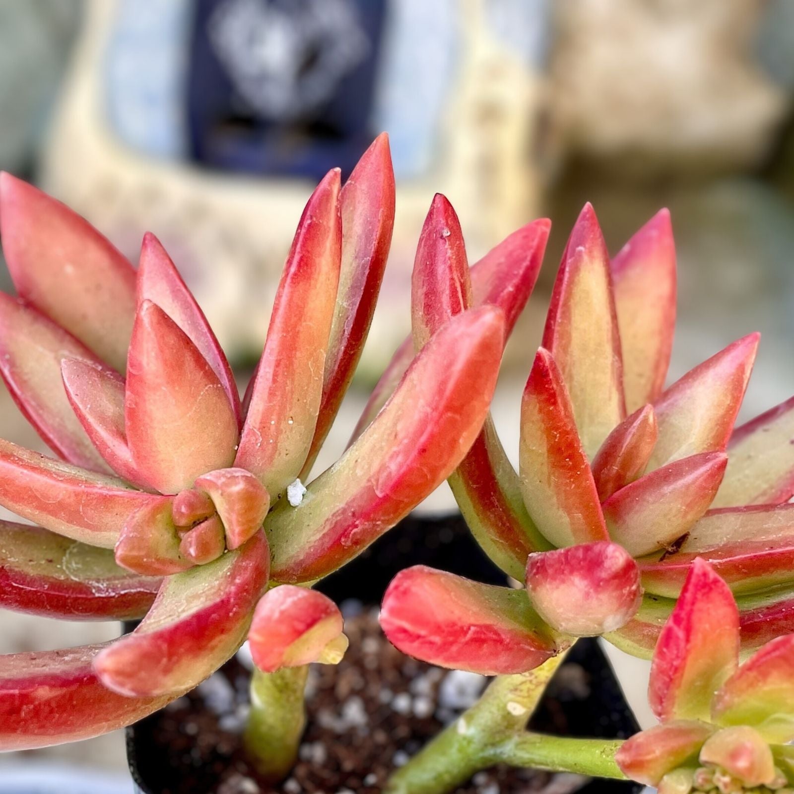 Succulent Cuttings 5-Pack Firestorm Sedum adolphi Star Rosettes Live Plant, Houseplant, Starter Plant, Bare Root, Colorful Succulent