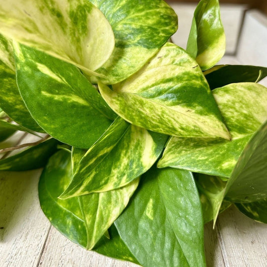 House Plant Cuttings 20 Pack | Indoor Gardening Starter Plants | Live Plant, Propagation, Houseplant Variety