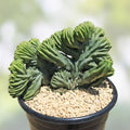 Crested Cactus Bare Root Succulent Plant 8-9" Myrtillocactus Geometrizans Variegated Aloe Houseplant