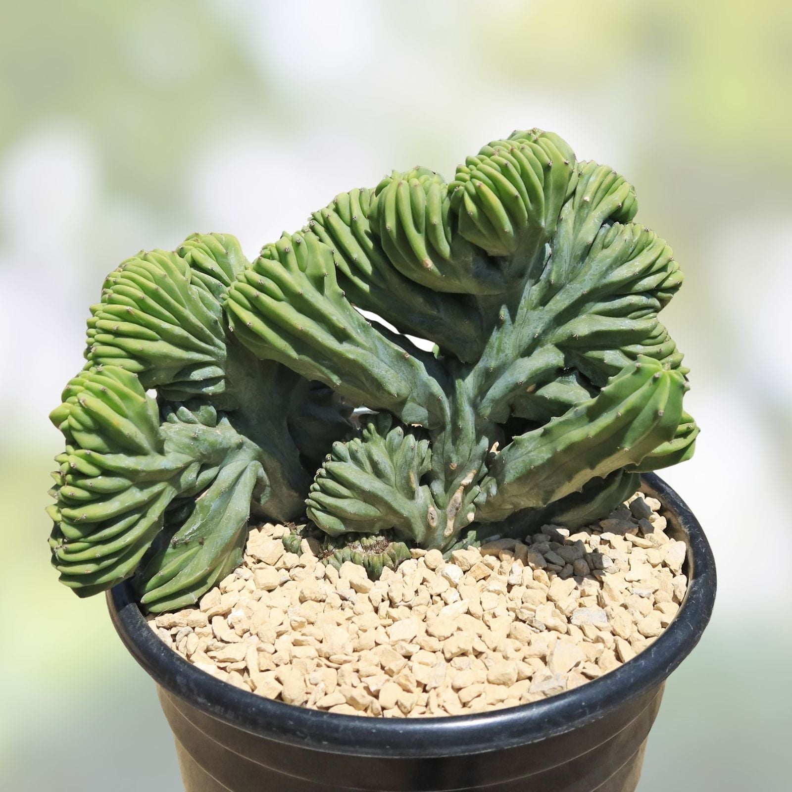 Crested Cactus Bare Root Succulent Plant 8-9" Myrtillocactus Geometrizans Variegated Aloe Houseplant