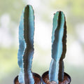 Columnar Cactus Cutting Monstrose Cereus Peruvianus Spiralis Succulent Live Plant 21"