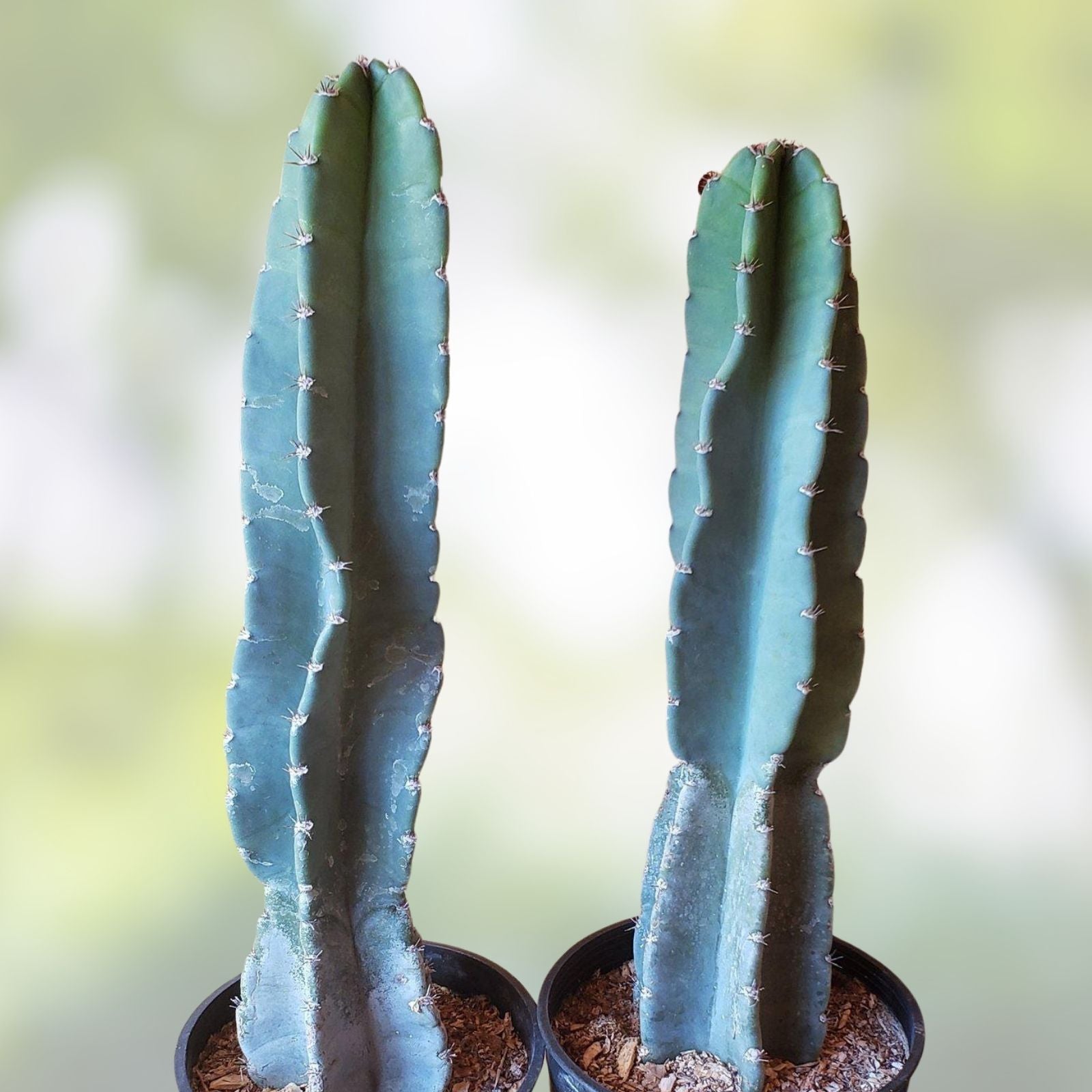 Columnar Cactus Cutting Monstrose Cereus Peruvianus Spiralis Succulent Live Plant 21"