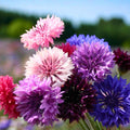 Bachelor Button Seeds Tall Mix 50 Bright Colorful Blooms Centaurea cyanus Flower Seeds for Garden Cut Flowers Pollinator Attractant