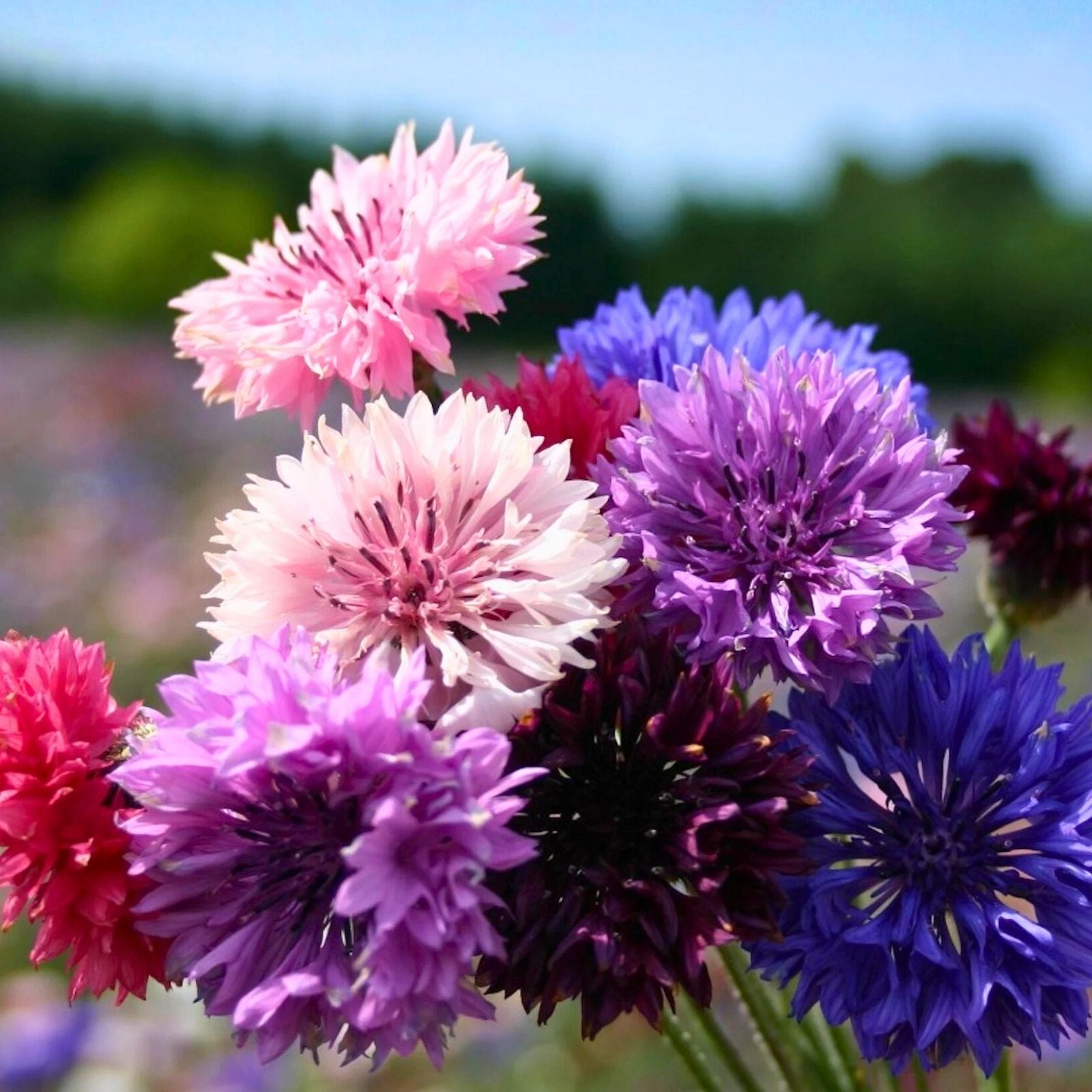Bachelor Button Seeds Tall Mix 50 Bright Colorful Blooms Centaurea cyanus Flower Seeds for Garden Cut Flowers Pollinator Attractant