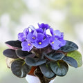 African Violet Leaf Cutting - Ma's Ching Dynasty - Standard Variety - Saintpaulia ionantha - Indoor Plant Propagation