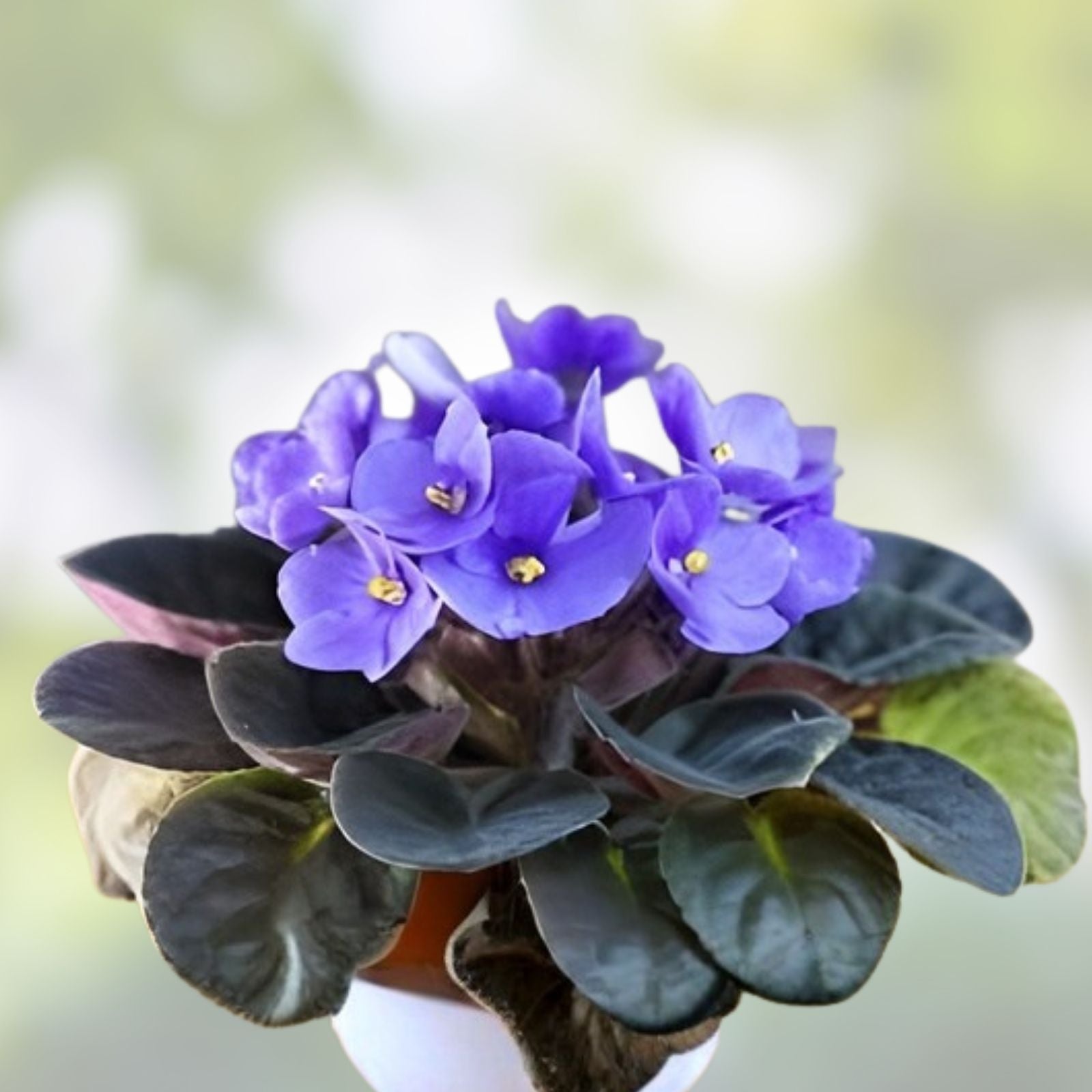 African Violet Leaf Cutting - Ma's Ching Dynasty - Standard Variety - Saintpaulia ionantha - Indoor Plant Propagation