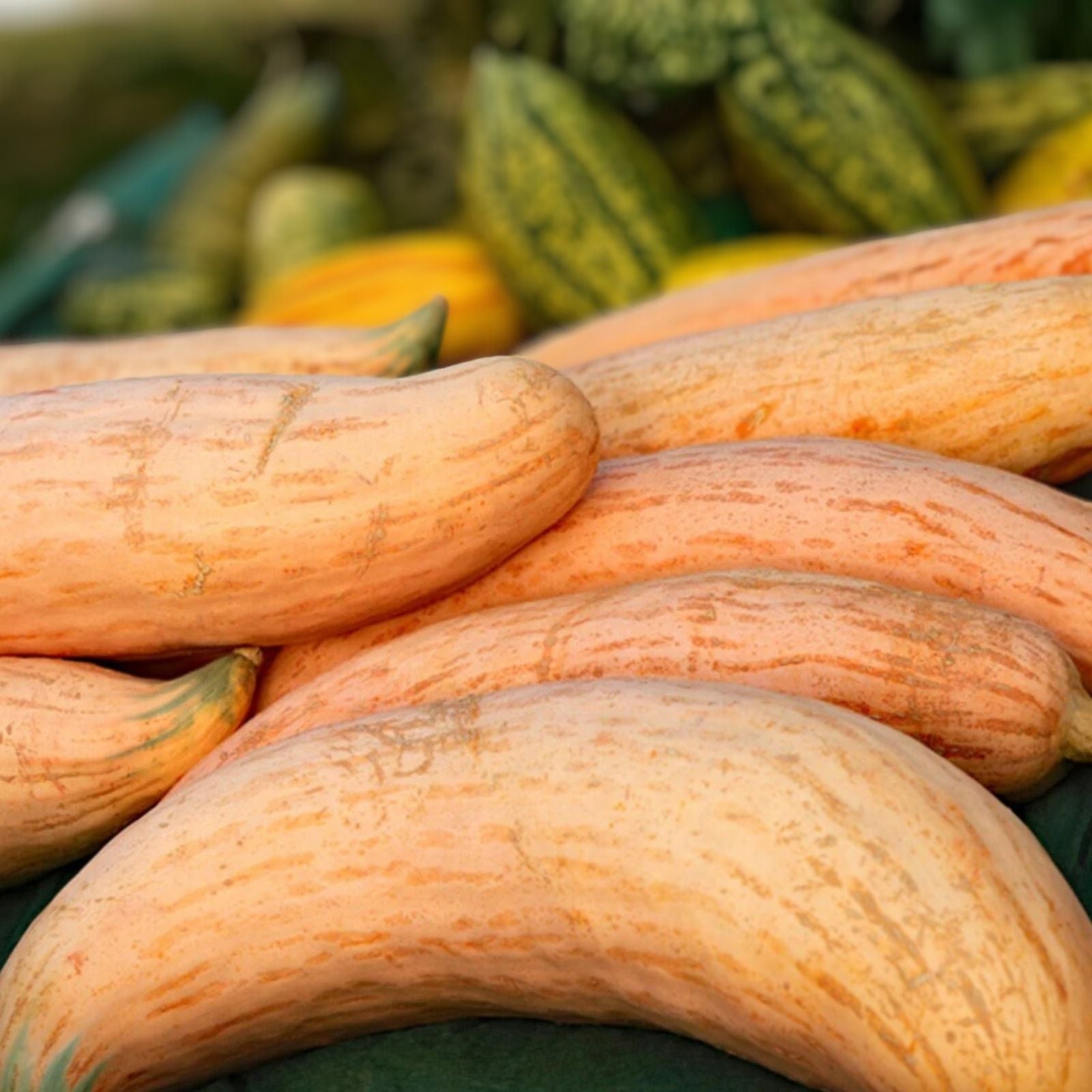 Pink Banana Squash Seeds 10 Pack Organic Cucurbita maxima Live Plant or Seed Starter Free Shipping