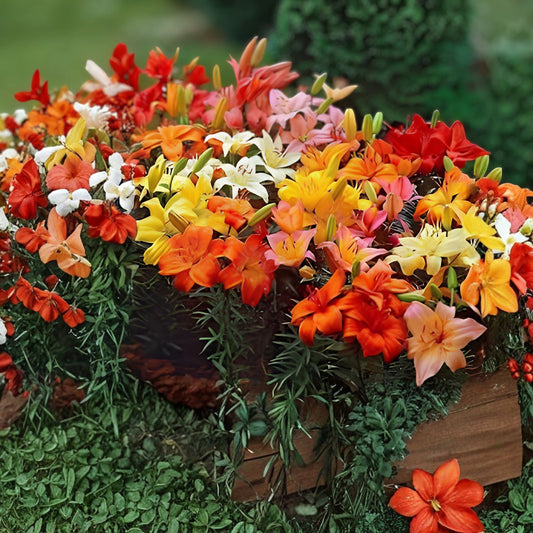 Lily Bulbs for Planting, Mixed Color Flowering Perennials, Garden Bulbs, Spring Blooms, Lilium spp.