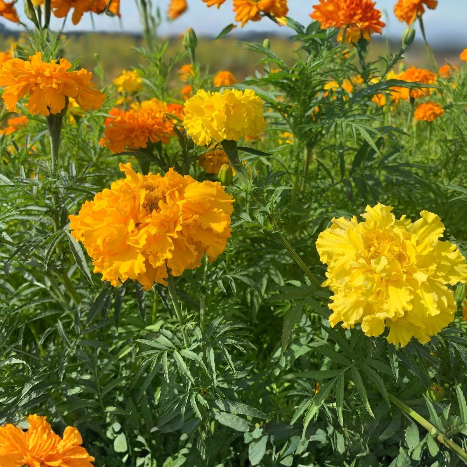 Broccoli Raab Seeds Non-GMO Heirloom Spring Rapini Vegetable Seeds Brassica rapa for Garden