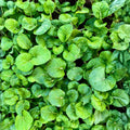 Curled Cress Seeds Heirloom Broadleaf Microgreens Starter Plant for Sprouts Home Gardening 50+ Seeds