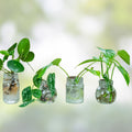16 Assorted Plant Cuttings for Propagation, Indoor Garden, Houseplants, Live Starter Plants, Bare Root, Rooted Plants