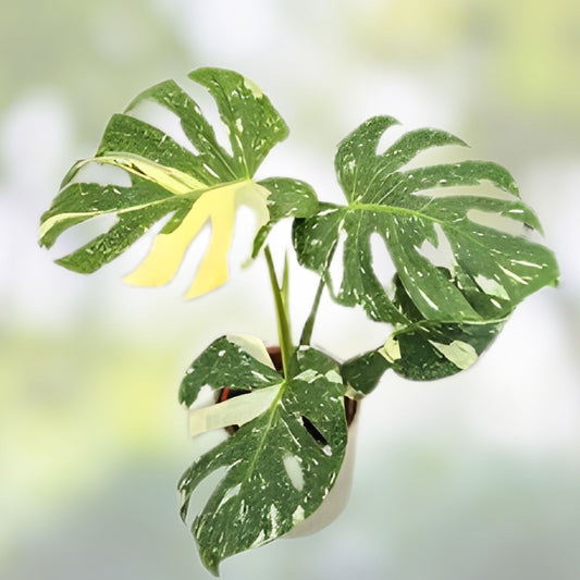 Monstera Thai Constellation Variegated Houseplant 3" Pot | Indoor Monstera Deliciosa Variegata | Live Cutting or Starter Plant