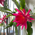 Epiphyllum Cuttings Petey Kelly Variety 8-10 Inches Live Succulent Plant Propagation Houseplant