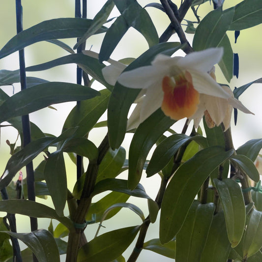 Orchid Cuttings for Propagation – Den Frosty Dawn – 5 Rootless Plant Cuttings – Gardeners and Plant Lovers – BloomHavenNursery