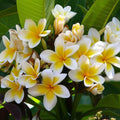 Rooted Plumeria Cutting Maui Breeze 13" Tropical Flowering Plant Frangipani Live Houseplant