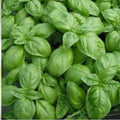 Bushel Buster Bell Sweet Pepper Seeds Green Capsicum annuum Live Plant Starter Set of 50+