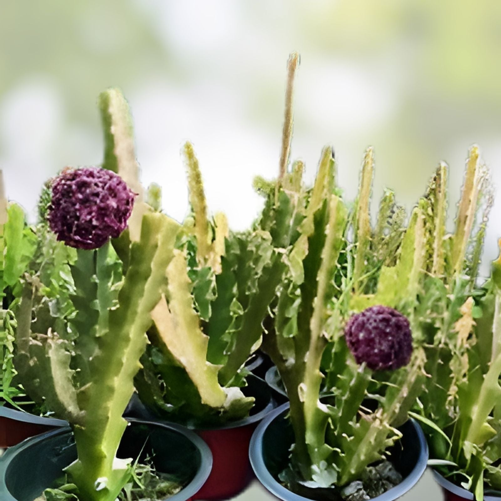 Caralluma Umbellata Succulent Potted Plant 3.5-inch Rare Desert Cactus Houseplant Well Rooted