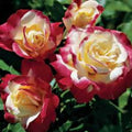 Double Delight Rose Bush 1-2ft Hybrid Tea Live Plant Fragrant White Red Blooms