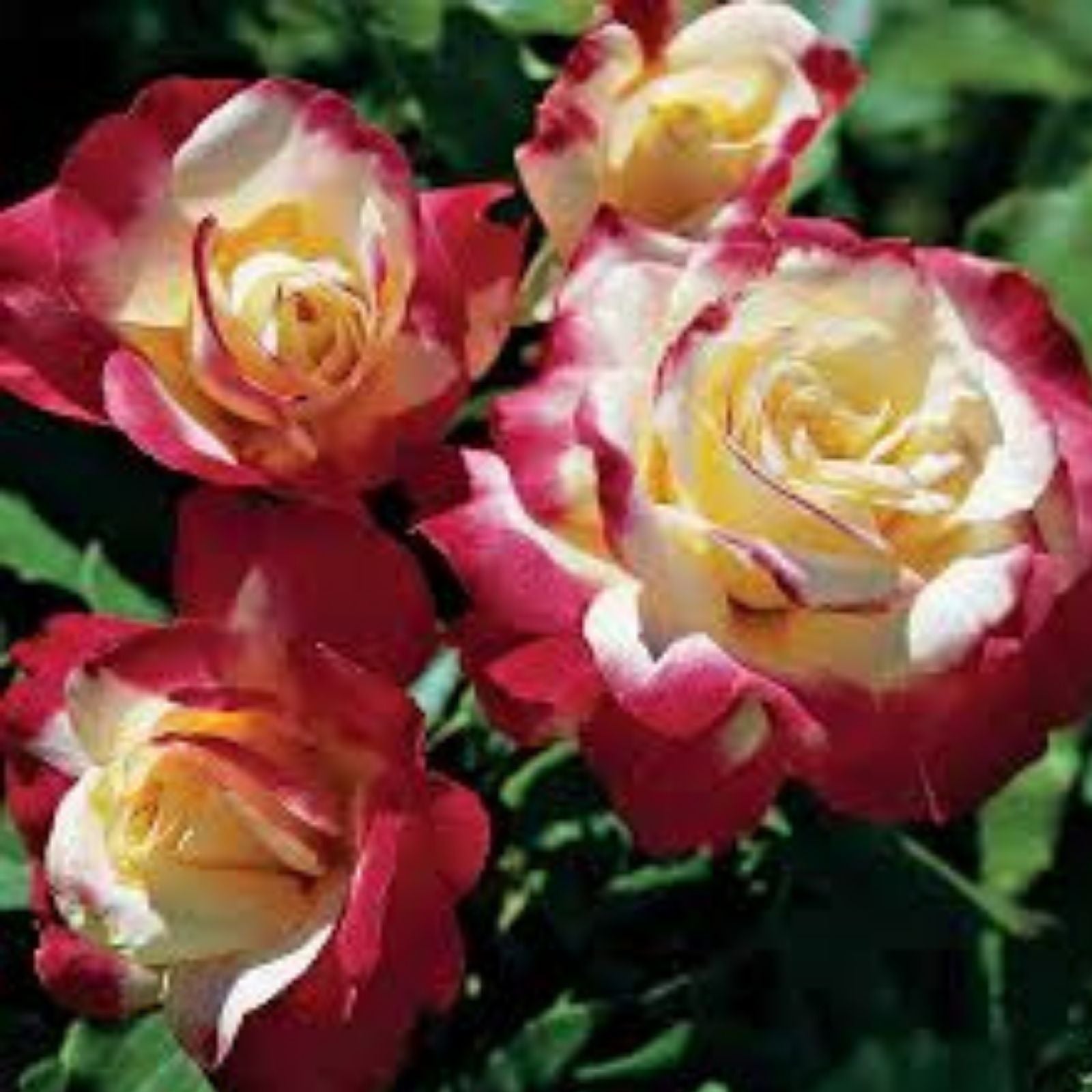 Double Delight Rose Bush 1-2ft Hybrid Tea Live Plant Fragrant White Red Blooms