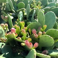 Eastern Prickly Pear Cactus Pad Cuttings, Unrooted, 4 Varieties, Opuntia ficus-indica, Succulent Plant, Cactus Propagation Material