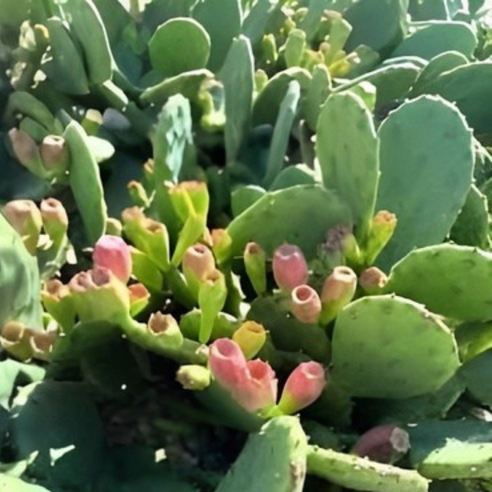 Eastern Prickly Pear Cactus Pad Cuttings, Unrooted, 4 Varieties, Opuntia ficus-indica, Succulent Plant, Cactus Propagation Material