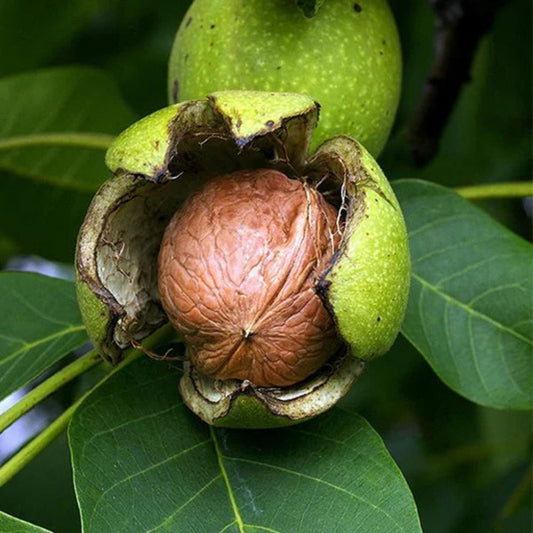 Jupiter's Acorn Tree Seeds Dwarf Walnut Juglans regia Edible Nut Ornamental Fast-Growing Planting Seed
