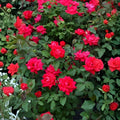 Knock Out Red Rose Bush Cuttings 6" Live Flowering Shrub Rosa spp. Plant Starter Bare Root Houseplant