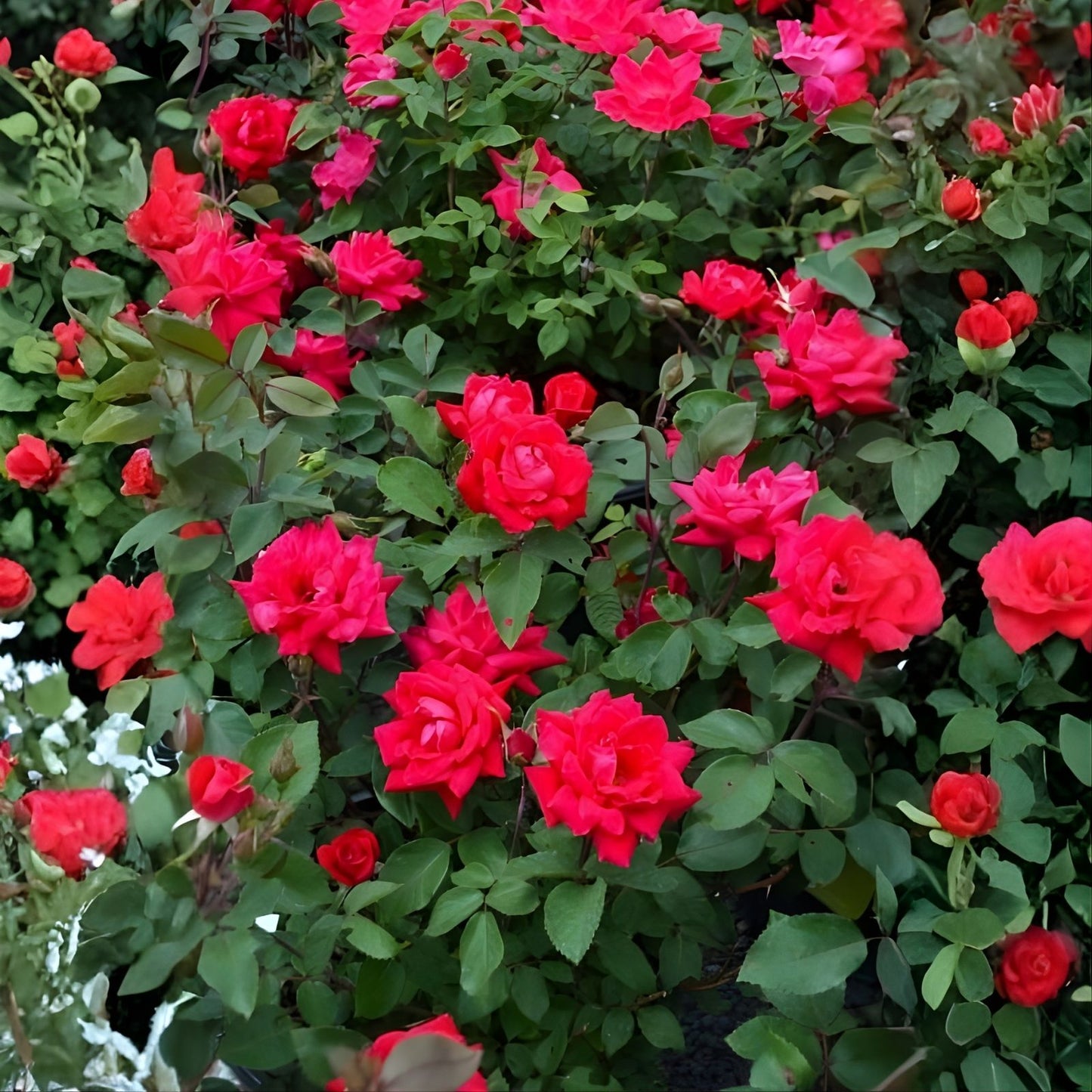 Knock Out Red Rose Bush Cuttings 6" Live Flowering Shrub Rosa spp. Plant Starter Bare Root Houseplant