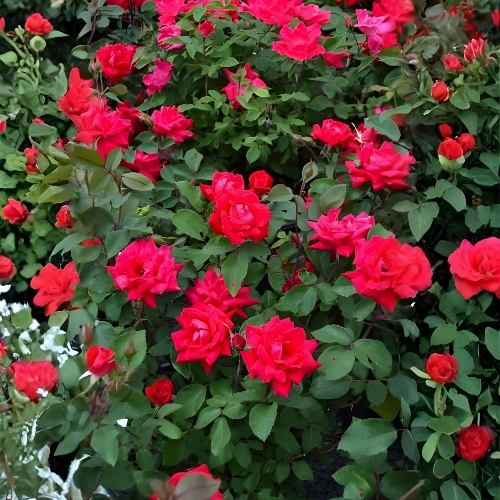 Knock Out Red Rose Bush Cuttings 6" Live Flowering Shrub Rosa spp. Plant Starter Bare Root Houseplant