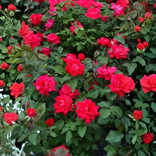 Knock Out Red Rose Bush Cuttings 6" Live Flowering Shrub Rosa spp. Plant Starter Bare Root Houseplant