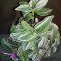 Tradescantia Nanouk Cuttings – 7 Healthy Stem Propagations with Variegated Purple and Green Foliage – Indoor Plant Starter