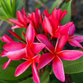 Plumeria Cuttings 10-11" Frangipani Plant Tropical Flowering Plant Plumeria rubra Houseplant