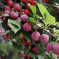 Wild Plum Tree Live Plant 12-18" Prunus spp. Edible Fruit Tree for Garden Landscape Bare Root Starter Plant