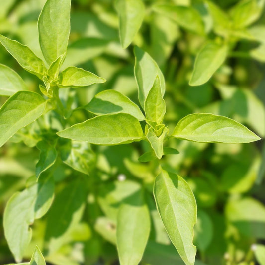 Lemon Basil Seeds 200 Count Non-GMO Culinary Herb for Cooking Ocimum basilicum Live Plant Cutting