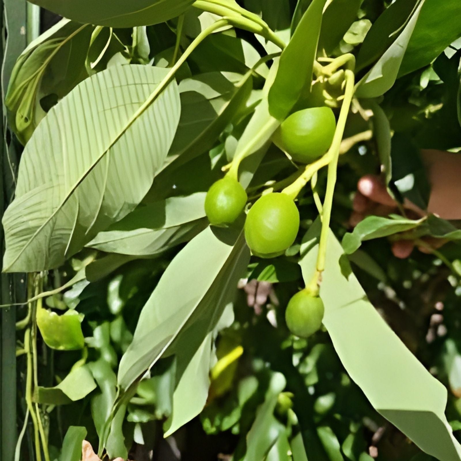 Chico Jujube Tree Cutting Ziziphus jujuba Fruit Tree Grafting Material 8" Bare Root Starter Plant