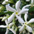 Star Jasmine Plant 6" Live Jasminoides Trachelospermum Cutting Fragrant Flowering Vine for Garden Container Houseplant