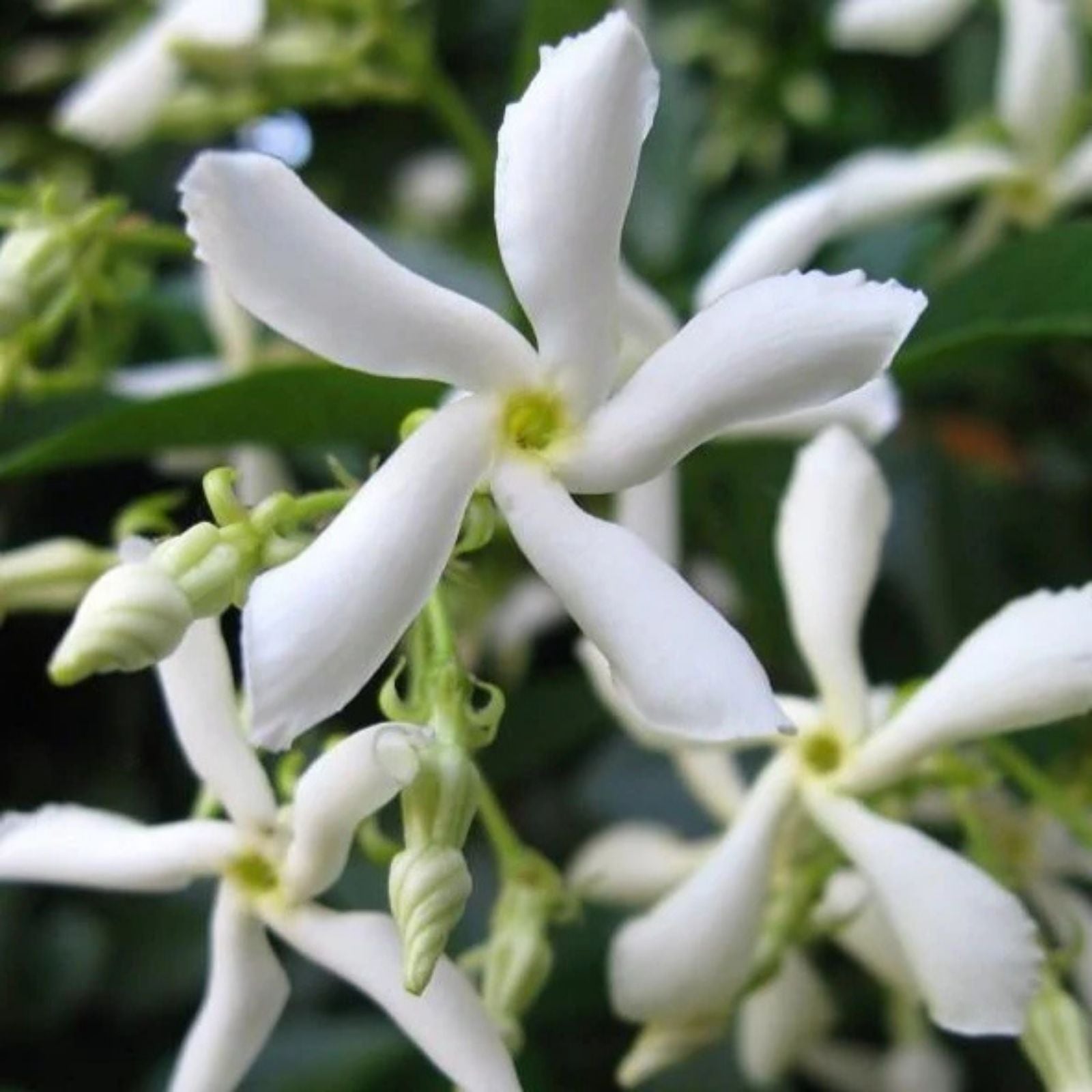 Star Jasmine Plant 6" Live Jasminoides Trachelospermum Cutting Fragrant Flowering Vine for Garden Container Houseplant