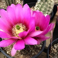 Echinopsis 'Gary Brandfeller' Lavender Cactus 5" Live Succulent Plant, Houseplant, Starter, Bare Root, Indoor Decor