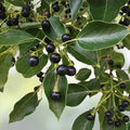 Small Live Camphor Tree Plant 6-8" Evergreen Garden Cinnamomum camphora Fast Growing