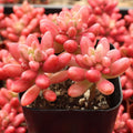 Sedum Rubrotinctum Aurora Pink Jelly Bean Variegated Succulent Cutting – Live Houseplant, Rare, Easy Care, Indoor Plant