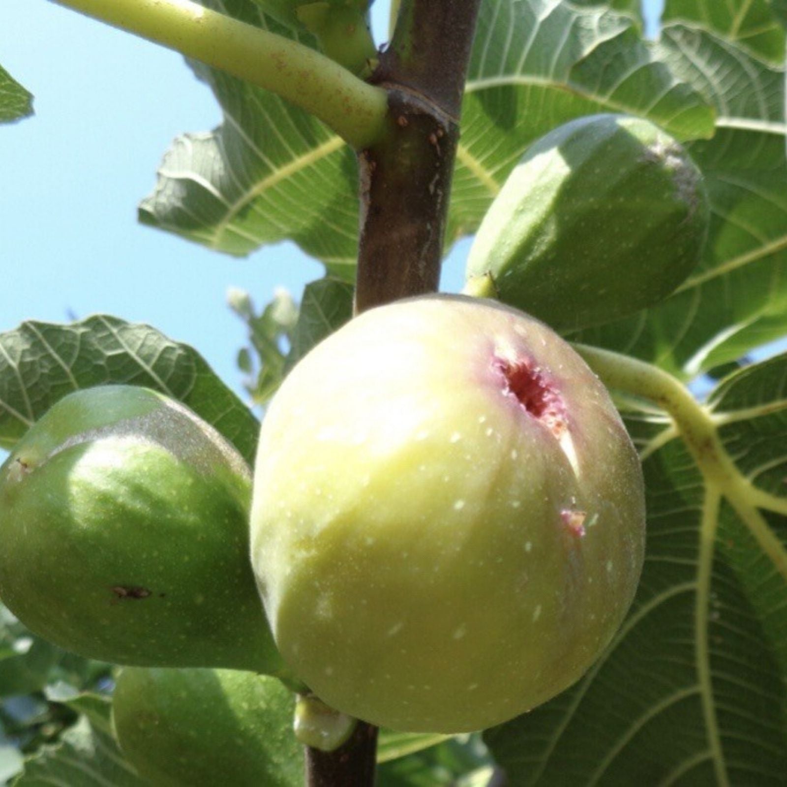 Fig Tree Cuttings 6 Unrooted Stems Organic Ficus carica Fruit Tree Propagation