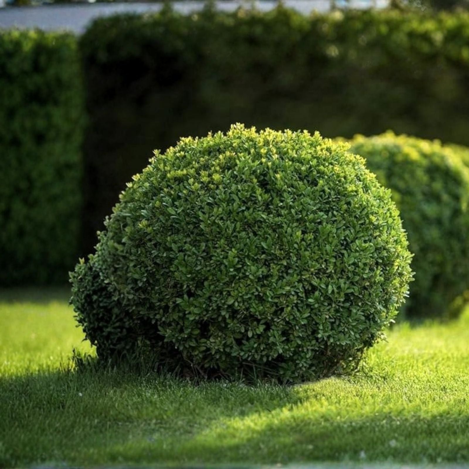 Japanese Boxwood Cuttings Set of 12 | Buxus microphylla Live Plant Bush Hedge Landscaping Garden Design