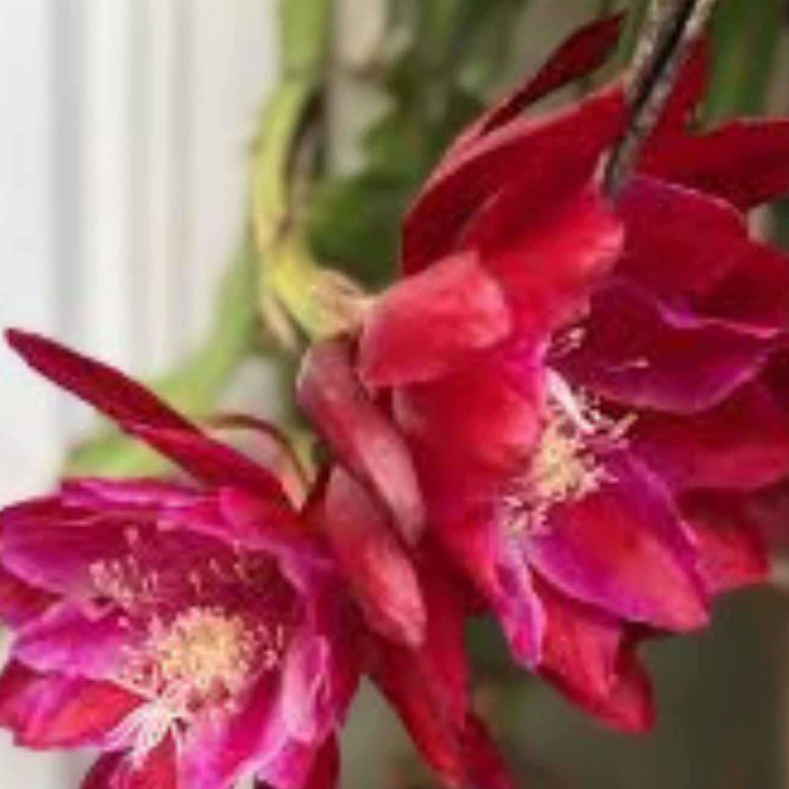 Epiphyllum 'Mr. P' Rooted Cutting Rare Orchid Cactus Indoor Tropical Houseplant