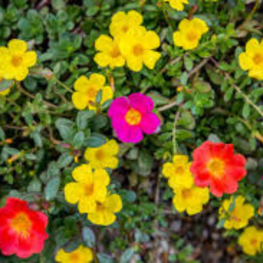 Neon Yellow Moss Rose Cuttings – Portulaca Grandiflora Succulent Starter Plants, Unrooted Live Propagation, Easy to Grow