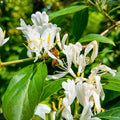 Japanese Honeysuckle Vine Live Plants - Lonicera japonica Heirloom Starter Cuttings, Fragrant Fast Growing Climbing Plant