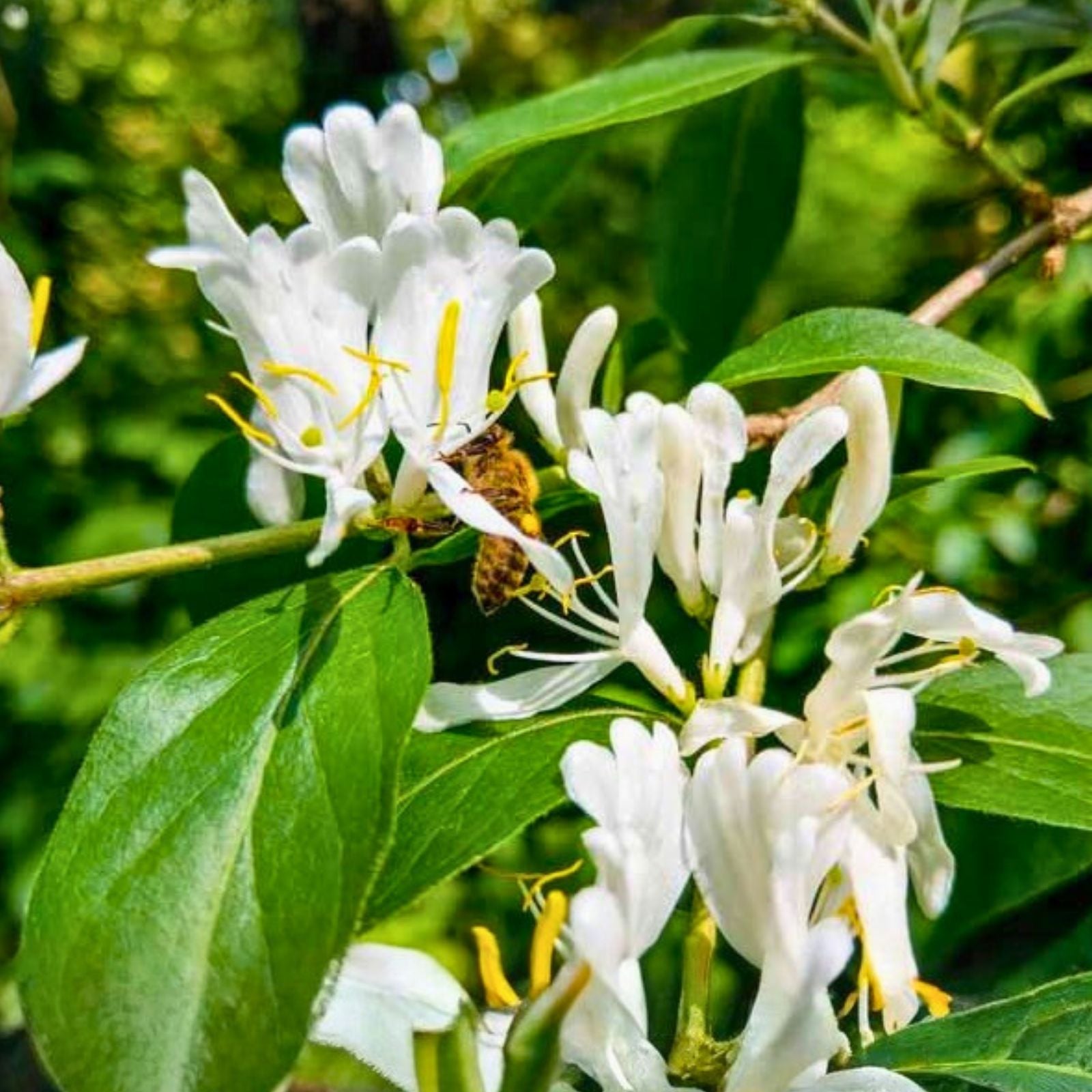 Japanese Honeysuckle Vine Live Plants - Lonicera japonica Heirloom Starter Cuttings, Fragrant Fast Growing Climbing Plant