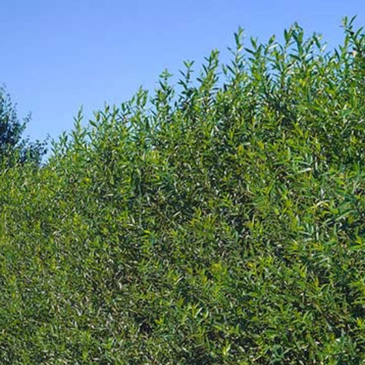 Hybrid Aussie Willow Trees 5 Pack, Fast Growing Privacy & Shade Salix X 'Aussie' Tree, Fresh Stock