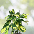 Ctenanthe Lubbersiana Cuttings - Rare Variegated Tropical Houseplant Starter Plant, Easy Care Indoor Plant, Live Cutting
