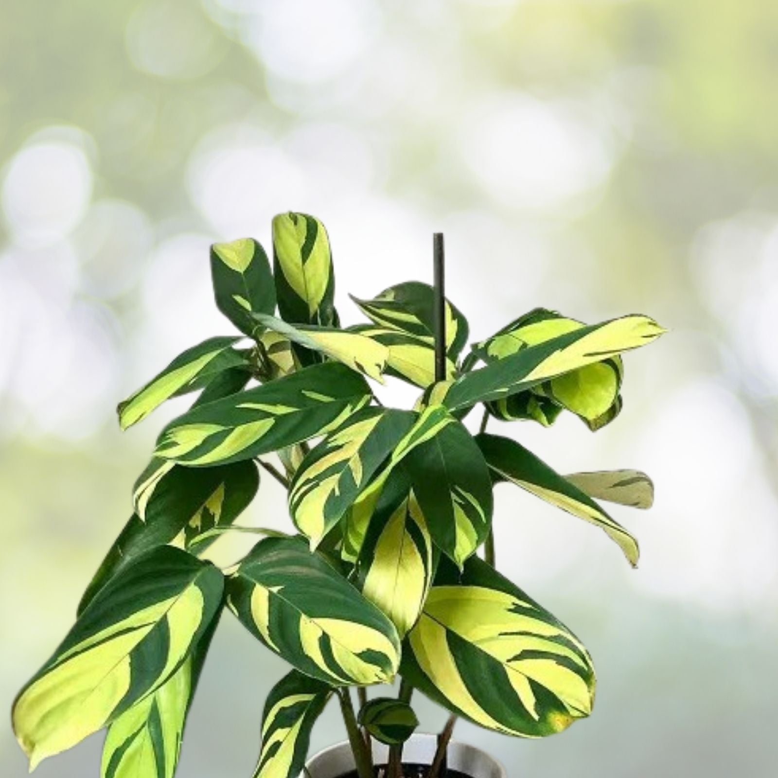 Ctenanthe Lubbersiana Cuttings - Rare Variegated Tropical Houseplant Starter Plant, Easy Care Indoor Plant, Live Cutting
